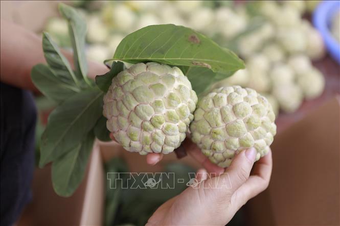 Na dai Bồ Lý vỏ mỏng, mắt nở đều, cùi dày, ít hạt, vị ngọt thanh, thơm đậm và độ dai đặc trưng. Ảnh: Nguyễn Thảo - TTXVN