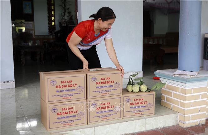 Na dai Bồ Lý được đóng thùng trước khi mang đi tiêu thụ. Ảnh: Nguyễn Thảo - TTXVN