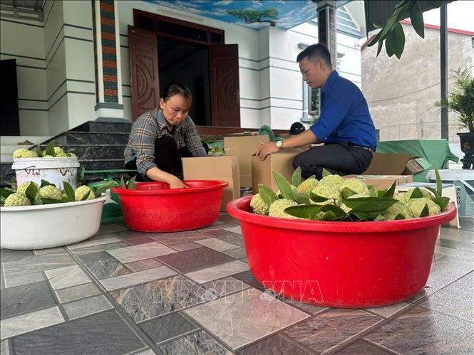 Nguồn thu nhập từ cây na góp phần nâng cao chất lượng cuộc sống của người dân xã Đại Đình (Phú Thọ). Ảnh: Nguyễn Thảo - TTXVN