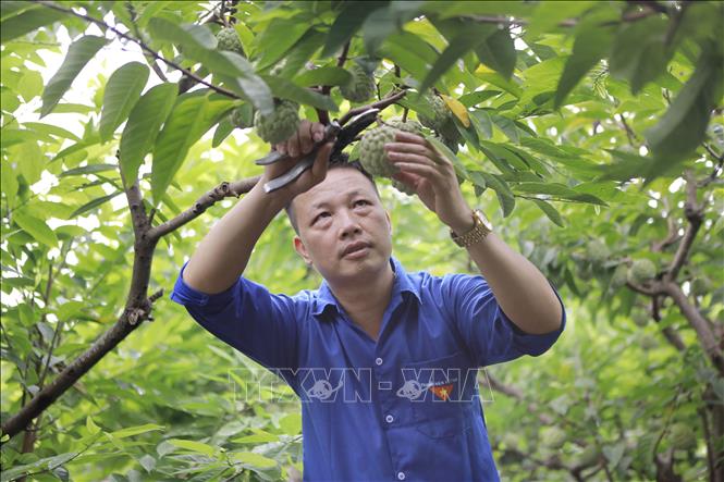 Thu hoạch na Bồ Lý. Ảnh: Nguyễn Thảo - TTXVN