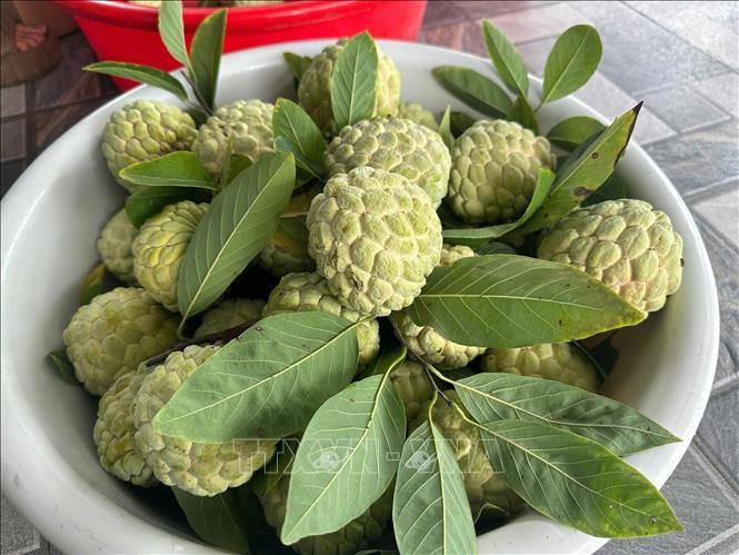Hiện na loại 1 được thương lái mua tại vườn với giá 80.000 - 90.000 đồng/kg, na loại thường giá từ 40.000 - 50.000 đồng/kg. Ảnh: Nguyễn Thảo - TTXVN