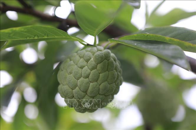 Nhờ thổ nhưỡng, khí hậu phù hợp đã giúp cây na dai Tam Đảo phát triển tốt, cho sản lượng ổn định. Ảnh: Nguyễn Thảo - TTXVN