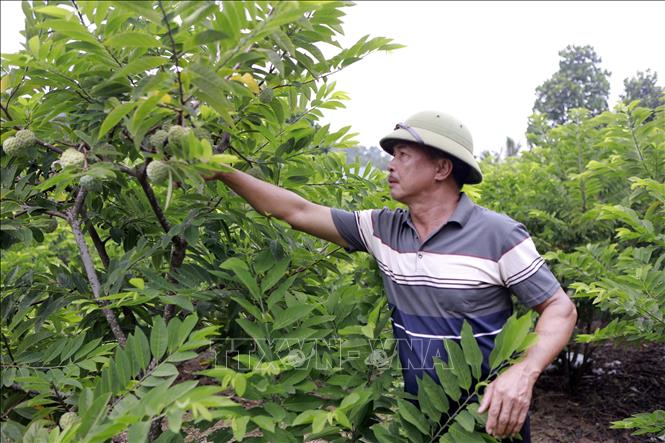Ông Trần Văn Bính, thôn Ngọc Thụ, xã Đại Đình (Phú Thọ) chăm sóc vườn na. Ảnh: Nguyễn Thảo - TTXVN
