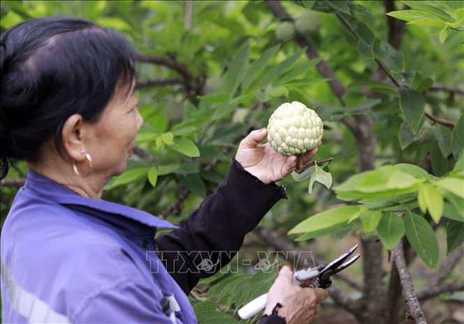Hiện xã Đại Đình (Phú Thọ) có hơn 500 hộ trồng na với tổng diện tích khoảng hơn 80ha, tập trung ở các thôn Trại Mái, Ngọc Thụ, Đồng Bụt. Ảnh: Nguyễn Thảo - TTXVN
