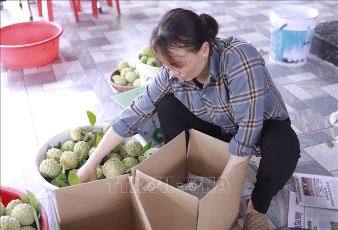 Đóng thùng na cho khách hàng. Ảnh: Nguyễn Thảo - TTXVN