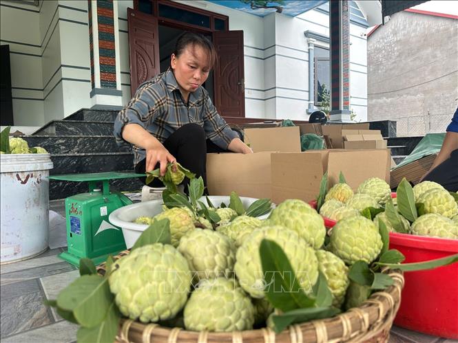 Phân loại na trước khi xuất bán. Ảnh: Nguyễn Thảo - TTXVN