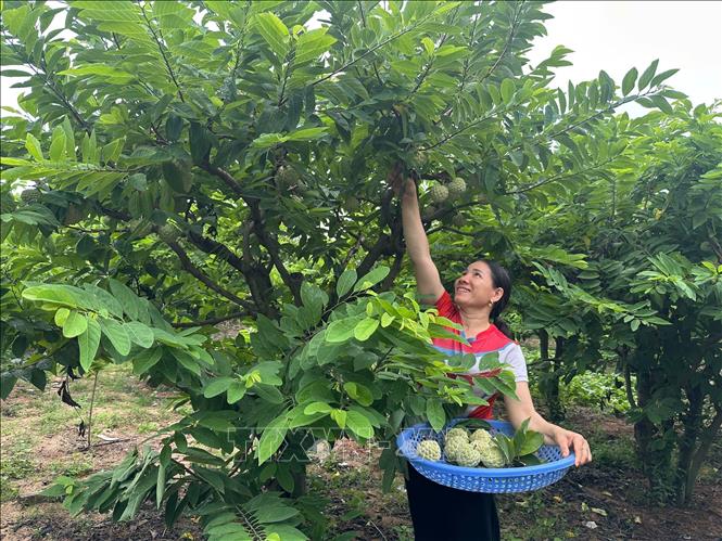 Chị Lương Thị Phượng, thôn Đồng Bụt, xã Đại Đình (Phú Thọ) thu hoạch na. Ảnh: Nguyễn Thảo - TTXVN