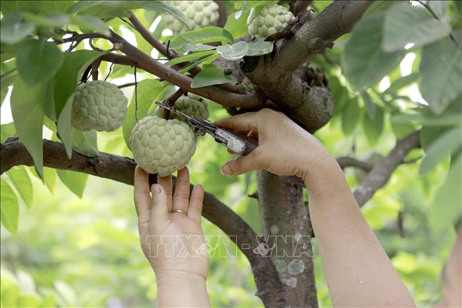 Na dai Bồ Lý được người dân xã Đại Đình thu hái khi đạt độ chín, bảo đảm chất lượng trước khi tiêu thụ. Ảnh: Nguyễn Thảo - TTXVN