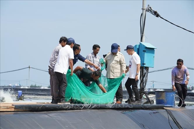 Nông dân Indonesia thu hoạch tôm. Ảnh: Đỗ Quyên – PV TTXVN tại Indonesia