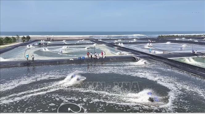 Mô hình nuôi tôm xuất khẩu tại đảo Miangas, Bắc Sulawesi, Indonesia. Ảnh: Đỗ Quyên – PV TTXVN tại Indonesia