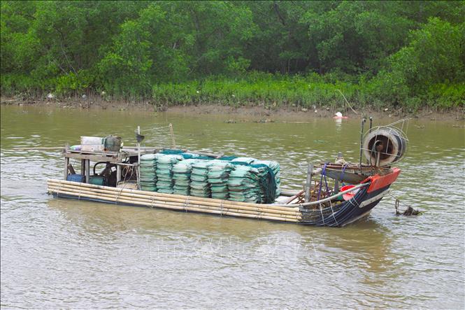 Bè mảng chở đầy lưới lồng bát quái hoạt động trên hạ nguồn sông Bùng, đoạn chảy qua địa phận xã Đức Châu, tỉnh Nghệ An. Ảnh: Xuân Tiến - TTXVN 
