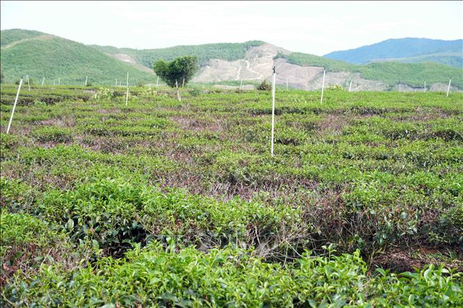 Nhiều diện tích chè ở xã Kỳ Văn bị khô héo, ảnh hưởng đến năng suất vụ sản xuất. Ảnh: Hữu Quyết - TTXVN
