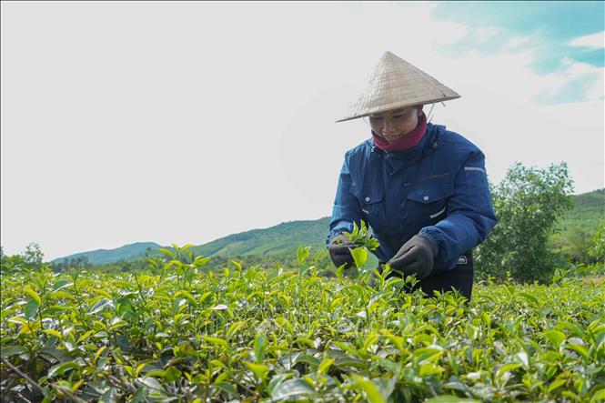 Người dân xã Kỳ Văn thu hái chè. Ảnh: Hữu Quyết - TTXVN