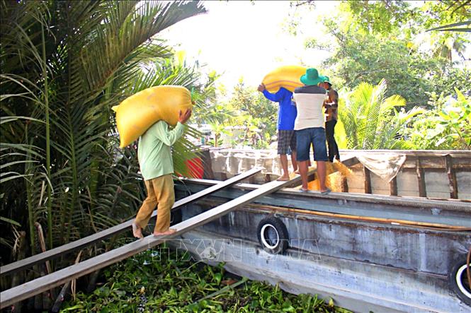 Các thương lái thu lúa mua tận ruộng giúp cho nông dân tối ưu hóa lợi nhuận từ vụ sản xuất. Ảnh: Chanh Đa - TTXVN
