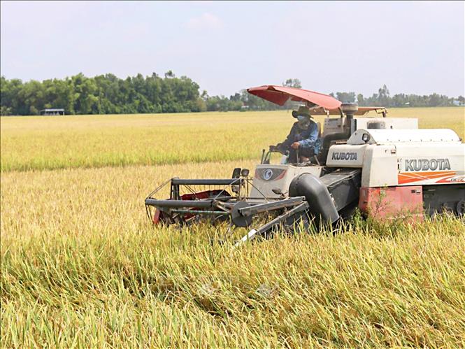Tỉnh Cà Mau đang mở rộng diện tích canh tác theo quy trình tiên tiến mà còn hướng đến hình thành những vùng nguyên liệu tập trung, áp dụng đồng bộ các giải pháp giảm phát thải. Ảnh: Chanh Đa - TTXVN
