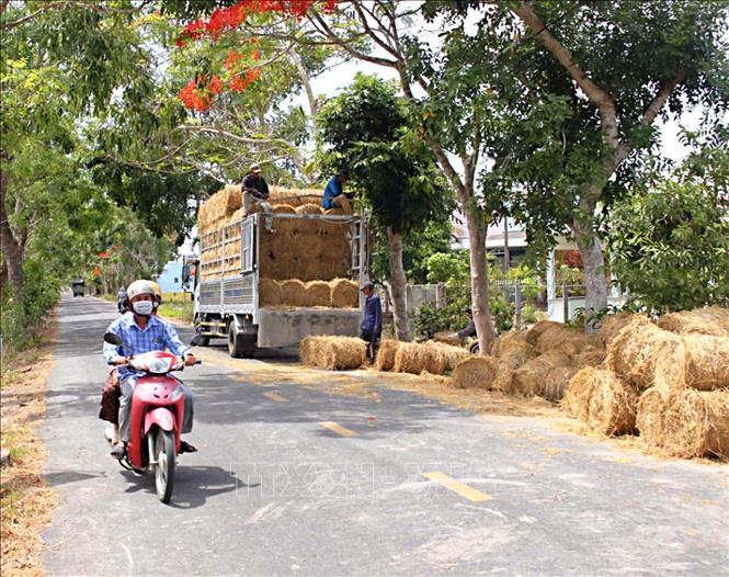 Nông dân Cà Mau tận dụng các phụ phẩm từ nông nghiệp để gia tăng thu nhập sau mỗi vụ sản xuất. Ảnh: Chanh Đa - TTXVN
