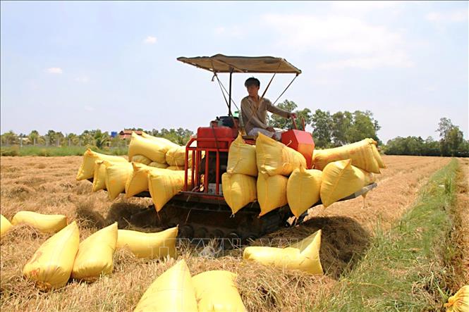 Tỉnh Cà Mau tận dụng cơ hội xây dựng nền nông nghiệp xanh, thích ứng với biến đổi khí hậu. Ảnh: Chanh Đa - TTXVN
