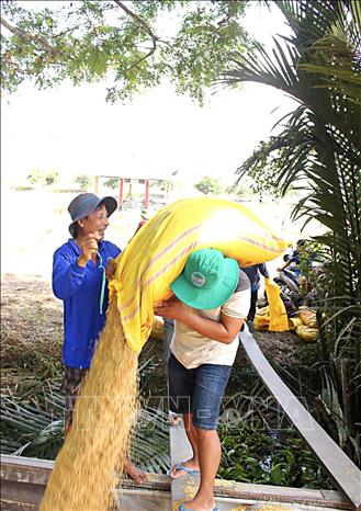 Người dân Cà Mau ngày càng thuận lợi trong việc tiêu thụ nông sản, lợi nhuận thu được cũng được nâng cao hơn trong các vụ sản xuất. Ảnh: Chanh Đa-TTXVN
