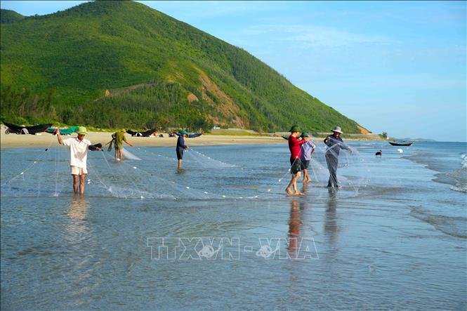 Hàng chục ngư dân phối hợp nhịp nhàng kéo lưới rùng bằng sức người. Ảnh: Hữu Quyết – TTXVN