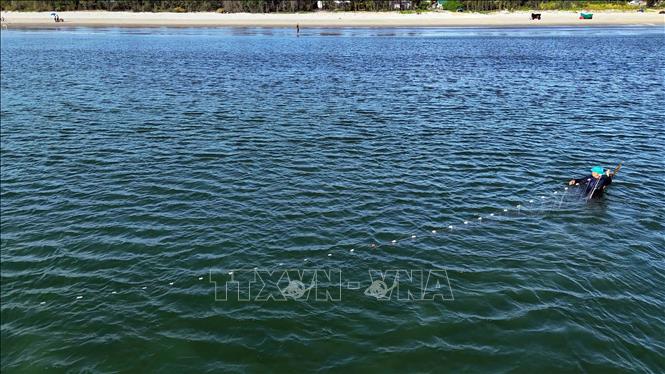 Ngư dân phường Hải Ninh cùng nhau kéo lưới rùng trên bãi biển từ sáng sớm. Ảnh: Hữu Quyết – TTXVN