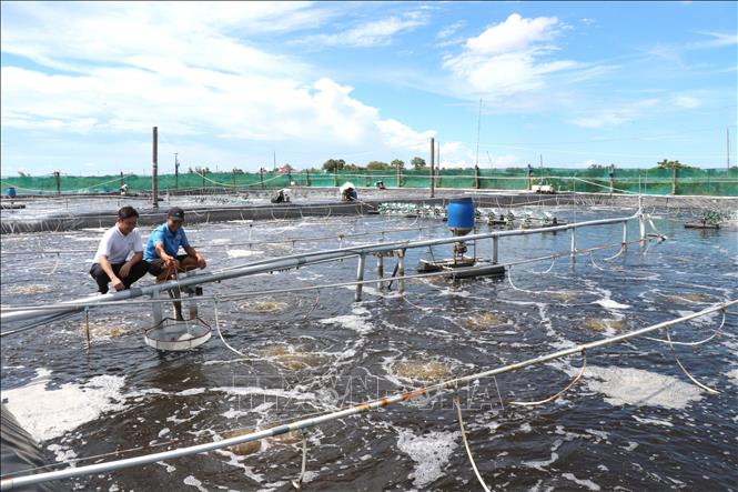 Mô hình nuôi tôm công nghệ cao của ông Ngô Văn Đệ, Hợp tác xã nông nghiệp Long Khánh, xã Long Thành, tỉnh Vĩnh Long. Ảnh: Thanh Hòa - TTXVN
