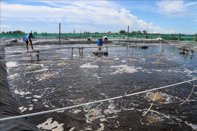 Mô hình nuôi tôm công nghệ cao của ông Ngô Văn Đệ, Hợp tác xã nông nghiệp Long Khánh, xã Long Thành, tỉnh Vĩnh Long. Ảnh: Thanh Hòa - TTXVN