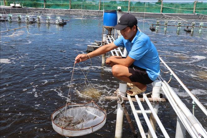 Kỹ sư Trần Huy Hoàng, Hợp tác xã nông nghiệp Long Khánh, xã Long Thành, tỉnh Vĩnh Long, kiểm tra sinh trưởng tôm nuôi. Ảnh: Thanh Hòa - TTXVN