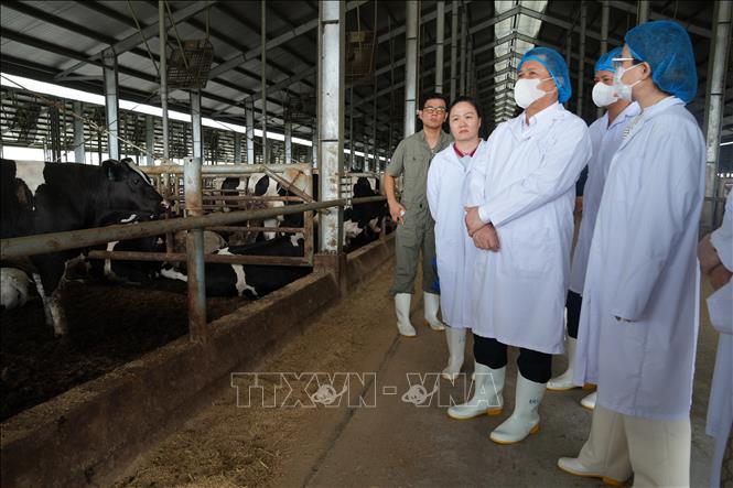 Đoàn công tác của tỉnh Phú Thọ kiểm tra công tác chăn nuôi, vệ sinh môi trường tại Công ty TNHH Chăn nuôi Việt Nhật Ảnh: Nguyễn Thảo - TTXVN