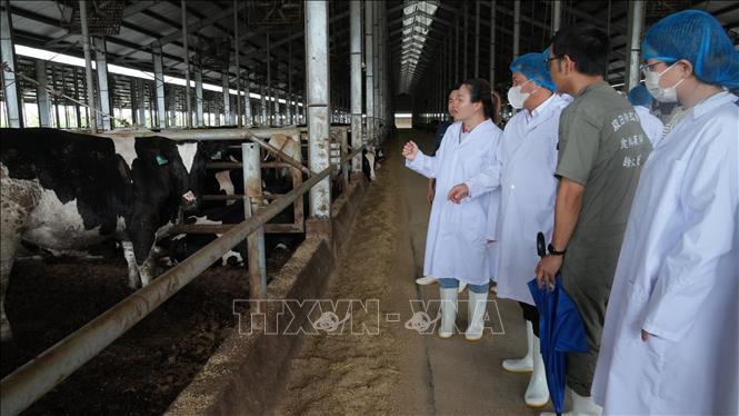 Phó Chủ tịch UBND tỉnh Phú Thọ Đinh Công Sứ cùng đoàn công tác kiểm tra dự án nuôi bò thịt tại Công ty TNHH Chăn nuôi Việt Nhật. Ảnh: Nguyễn Thảo - TTXVN
