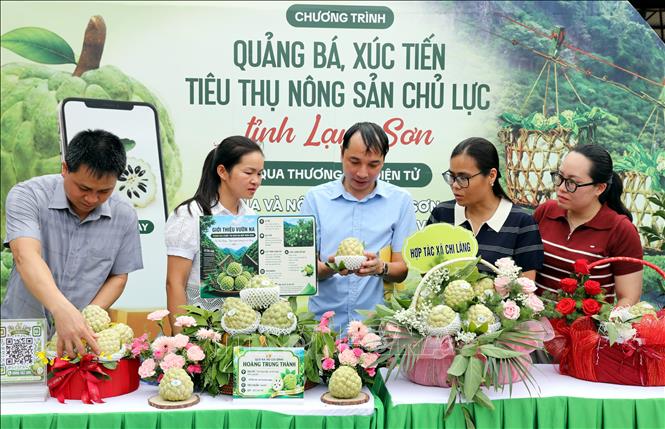 Hoạt động quảng bá, xúc tiến, tiêu thụ sản phẩm chủ lực được tổ chức thường xuyên giúp kết nối tiêu thụ nông sản Lạng Sơn. Ảnh: Văn Đạt - TTXVN