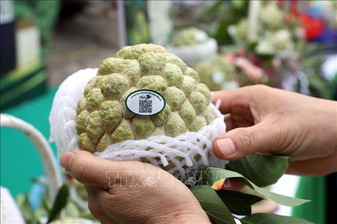 Đặc sản na núi đá Chi Lăng, Lạng Sơn được dán nhãn truy xuất nguồn gốc, tạo niềm tin cho khách hàng. Ảnh: Văn Đạt - TTXVN