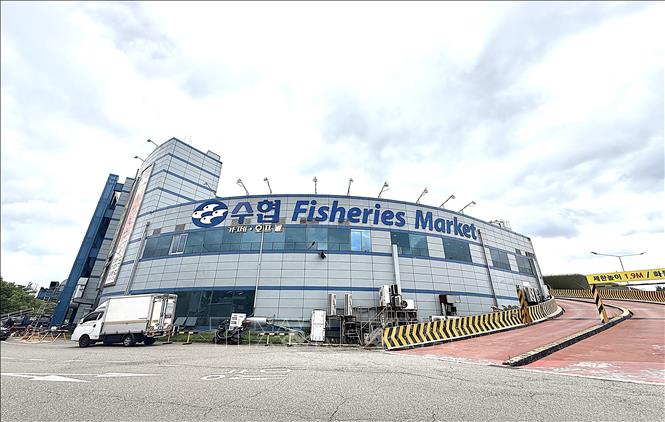 Chợ hải sản Soraepogu (Sorae Fish Market) tại thành phố Incheon, một trong những chợ hải sản lớn và nổi tiếng ở khu vực thủ đô Seoul. Ảnh: Nhật Hưng - PV TTXVN tại Hàn Quốc
