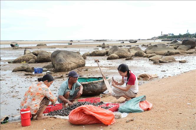 Không gian lao động trên bãi biển được chị Võ Thị Lành (xã Cẩm Trung) ghi lại bằng những góc quay gần gũi, giàu cảm xúc. Ảnh: Hữu Quyết - TTXVN 