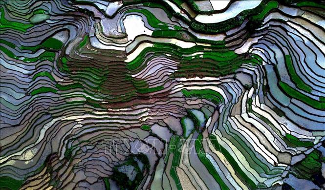 The beauty of terraced rice fields during water pouring season in Son La province’s Muong La commune. VNA Photo: Quang Quyết