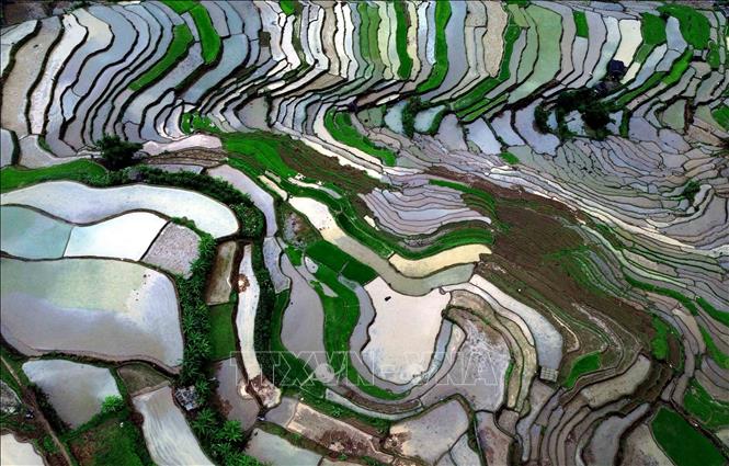The beauty of terraced rice fields during water pouring season in Son La province’s Muong La commune. VNA Photo: Quang Quyết