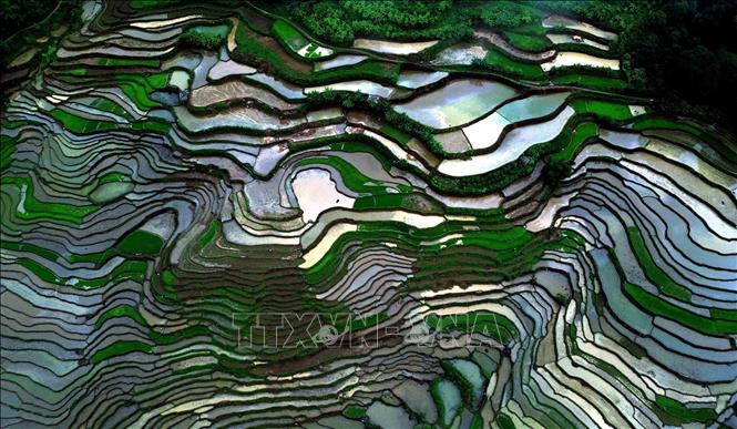 The beauty of terraced rice fields during water pouring season in Son La province’s Muong La commune. VNA Photo: Quang Quyết