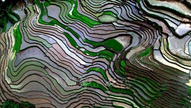 The beauty of terraced rice fields during water pouring season in Son La province’s Muong La commune. VNA Photo: Quang Quyết