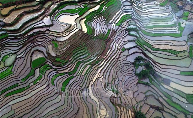 The beauty of terraced rice fields during water pouring season in Son La province’s Muong La commune. VNA Photo: Quang Quyết