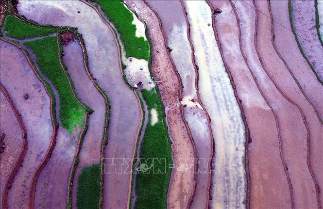 The beauty of terraced rice fields during water pouring season in Son La province’s Muong La commune. VNA Photo: Quang Quyết
