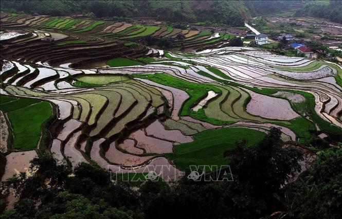 The beauty of terraced rice fields during water pouring season in Son La province’s Muong La commune. VNA Photo: Quang Quyết