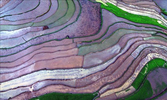 The beauty of terraced rice fields during water pouring season in Son La province’s Muong La commune. VNA Photo: Quang Quyết