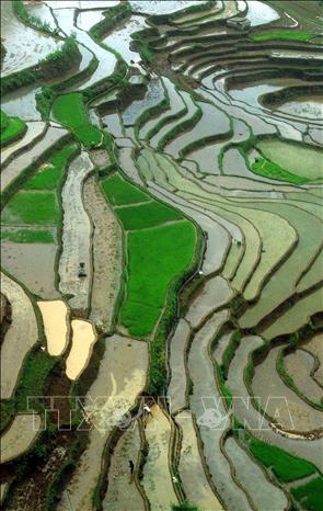 The beauty of terraced rice fields during water pouring season in Son La province’s Muong La commune. VNA Photo: Quang Quyết
