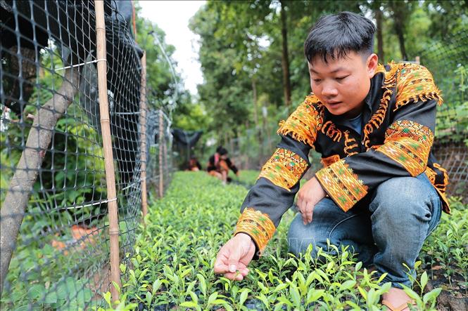 Anh Hoàng Phúc Thắng, kiểm tra sự sinh trưởng của vườn ươm chanh rừng tại xã Mẫu Sơn, tỉnh Lạng Sơn. Ảnh: Lê Đông - TTXVN