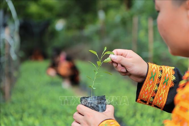 Nhờ giá trị kinh tế cao, chanh rừng Mẫu Sơn đang được nhân giống, trồng tập trung nhằm bảo tồn nguồn gen quý và phát triển thành đặc sản của địa phương. Ảnh: Lê Đông - TTXVN