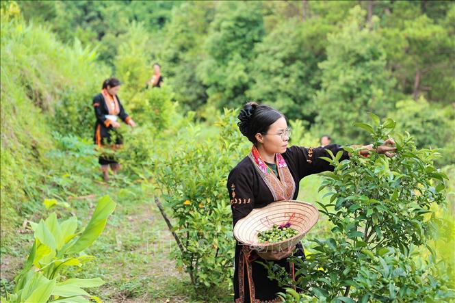 Thành viên HTX Nông trang sinh thái Mẫu Sơn thu hoạch chanh rừng, phân loại những quả đạt tiêu chuẩn để chế biến sản phẩm. Ảnh: Lê Đông - TTXVN