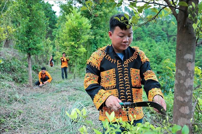 Anh Hoàng Phúc Thắng kiểm tra chăm sóc cây chanh rừng, giúp cây sinh trưởng và phát triển tốt. Ảnh: Lê Đông - TTXVN