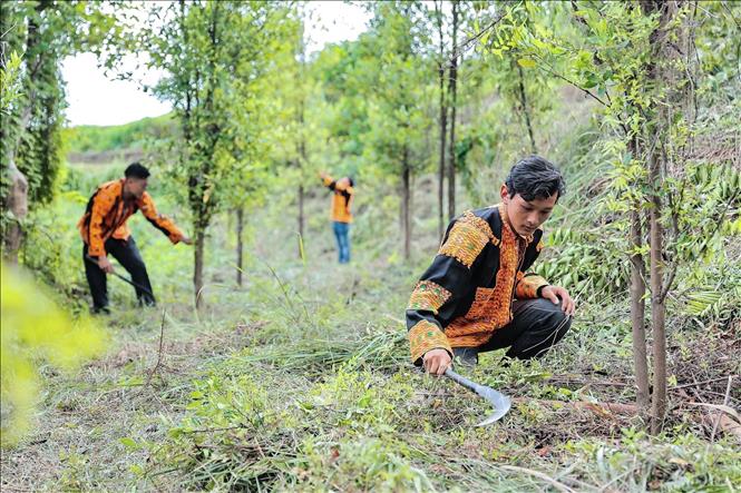 Thành viên HTX Nông trang sinh thái Mẫu Sơn chăm sóc cây chanh rừng, giúp cây sinh trưởng và phát triển tốt. Ảnh: Lê Đông - TTXVN