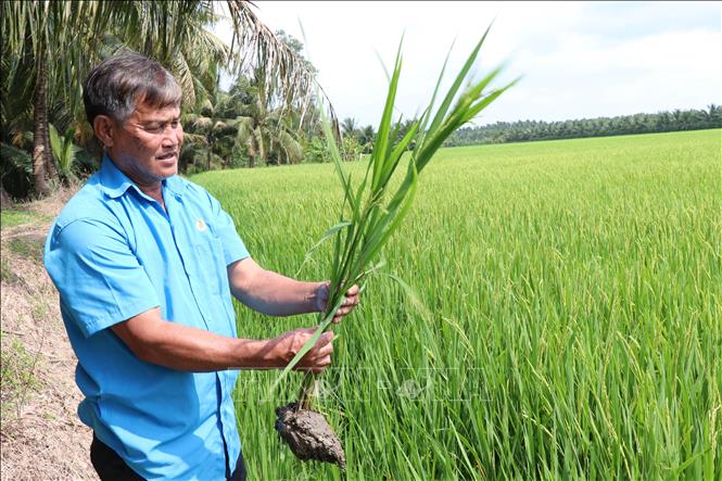 Ông Nguyễn Văn Nhanh, thành viên Hợp tác xã nông nghiệp Rạch Lọp, xã Hùng Hòa, tỉnh Vĩnh Long tham gia Đề án Phát triển bền vững 1 triệu ha chuyên canh lúa chất lượng cao và phát thải thấp gắn với tăng trưởng xanh vùng Đồng bằng sông Cửu Long đến năm 2030. Ảnh: Thanh Hòa – TTXVN