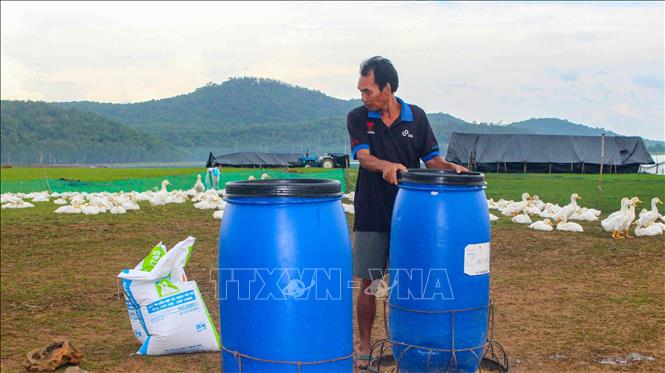 Người dân chăn nuôi gia cầm trái phép tại khu vực ven hồ Dầu Tiếng. Ảnh: Minh Phú – TTXVN