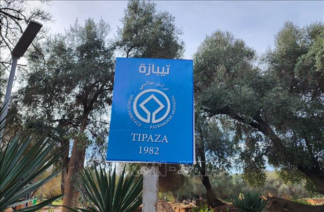 Khu di tích khảo cổ Tipasa, nằm cách thủ đô Algiers khoảng 70 km về phía Tây, được UNESCO đưa vào Danh mục Di sản Thế giới năm 1982. Ảnh: Mạnh Hùng – PV TTXVN tại Algeria
